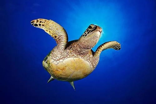 珍惜海洋資源，守護(hù)生命之藍(lán)——寫在6.8世界海洋日暨全國海洋宣傳日