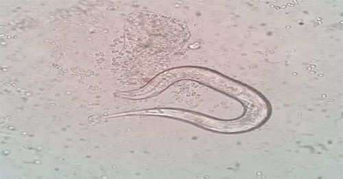 沉睡四萬年的古老生物蘇醒 醫藥技術開發的機遇與挑戰